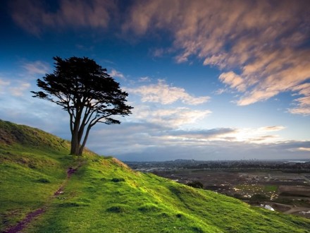 A lonesome tree on top of Mt Wellington, Auckland. Photo by flickr.com/chris_gin