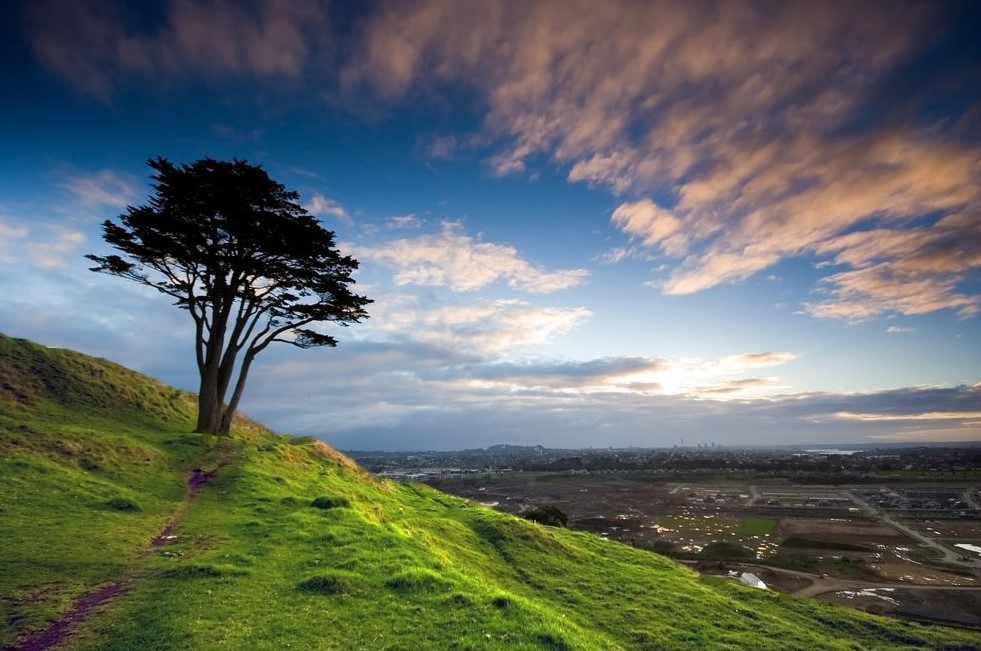 A lonesome tree on top of Mt Wellington, Auckland. Photo by flickr.com/chris_gin